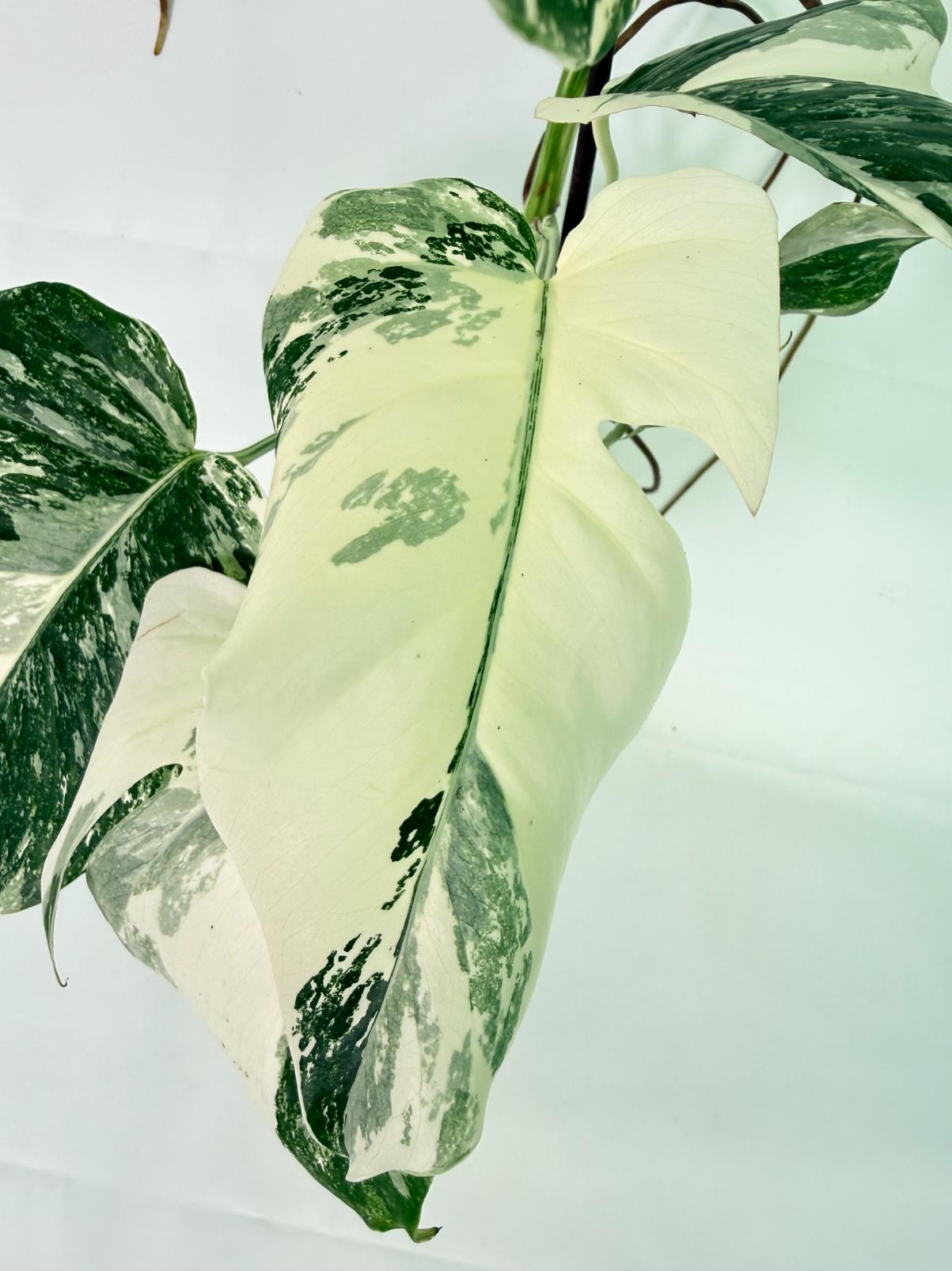 Monstera Albo Variegata XL 05