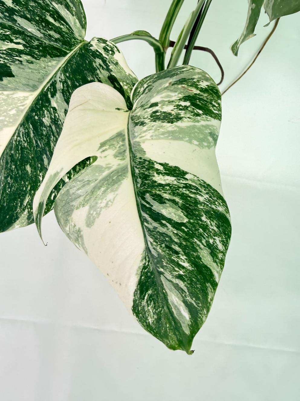 Monstera Albo Variegata XL 06