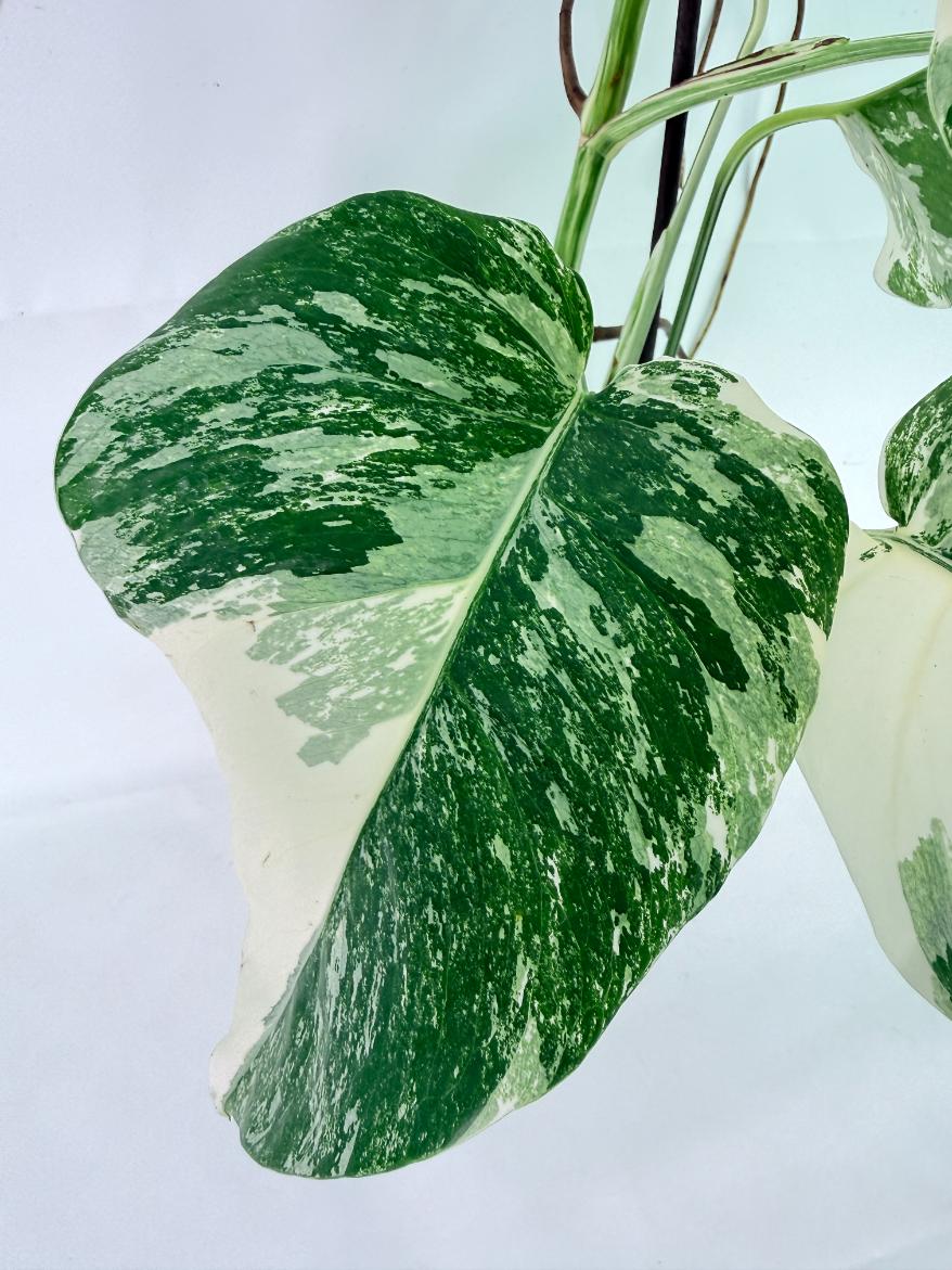 Monstera Albo Variegata XL 07