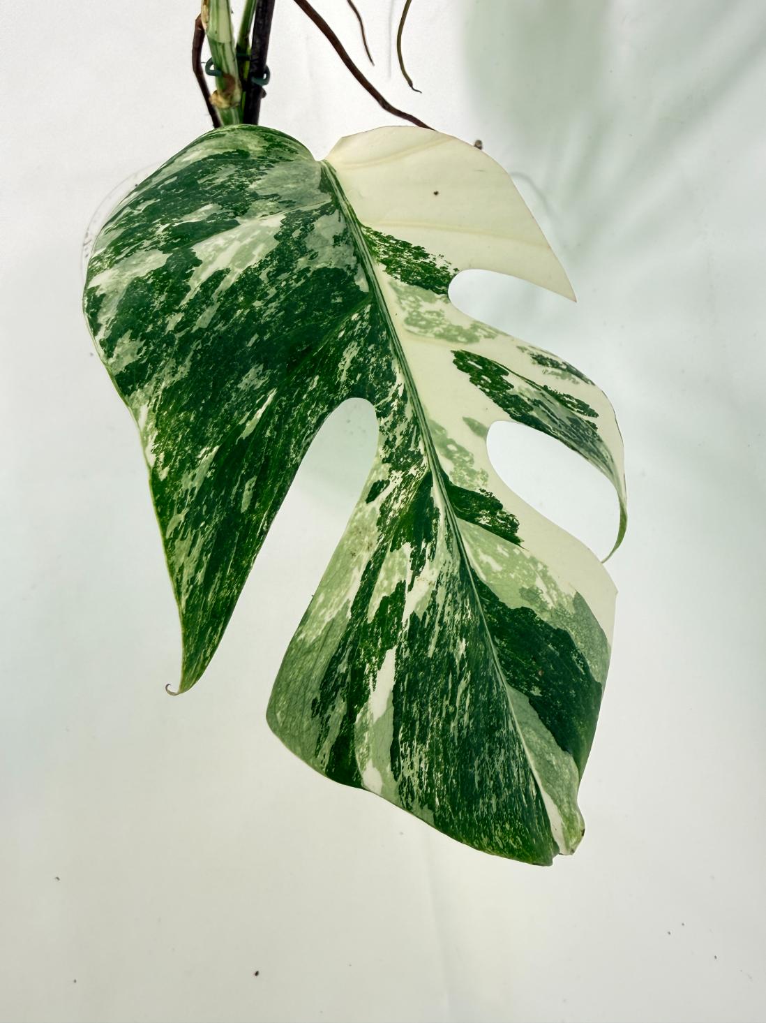 Monstera Albo Variegata XL 08
