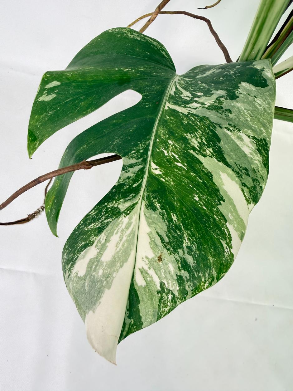 Monstera Albo Variegata XL 09