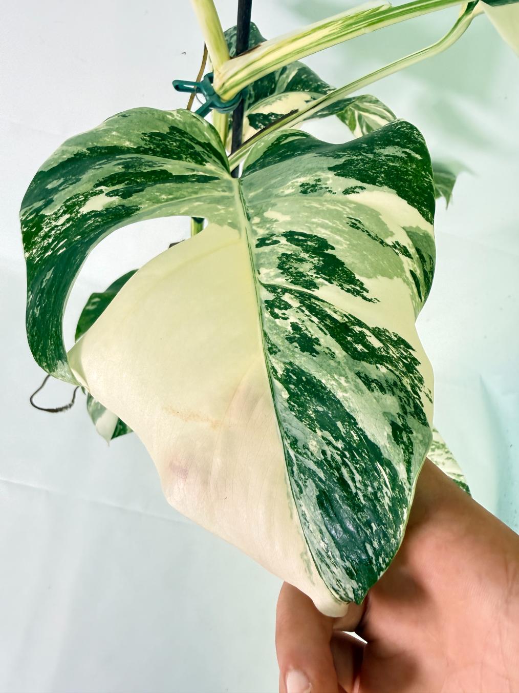 Monstera Albo Variegata XL 10