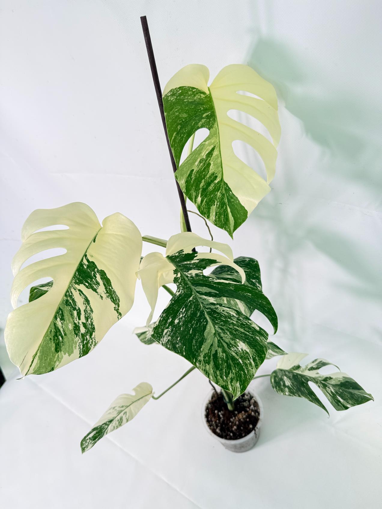 Monstera Albo Variegata XL 11