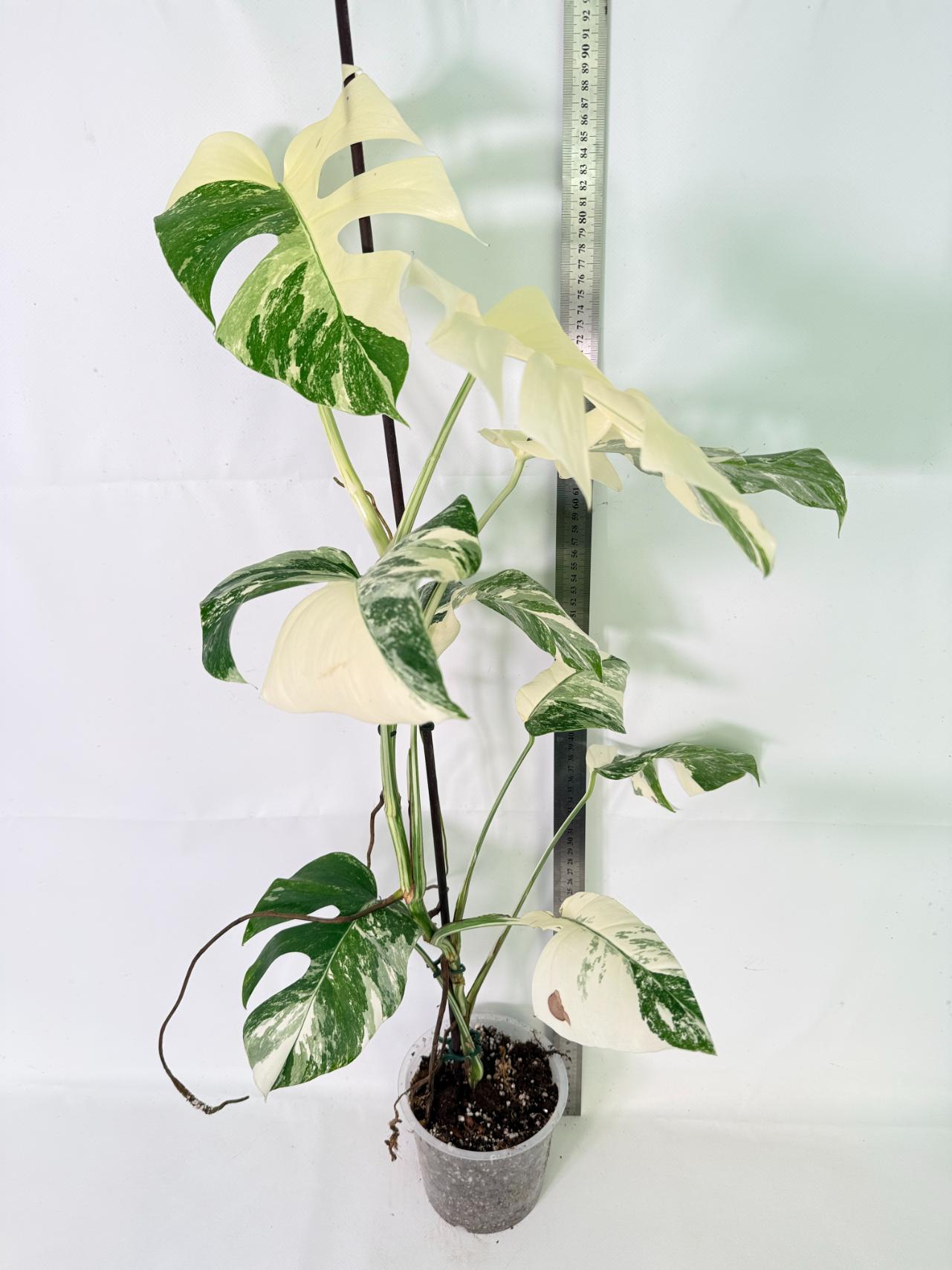 Monstera Albo Variegata XL 02