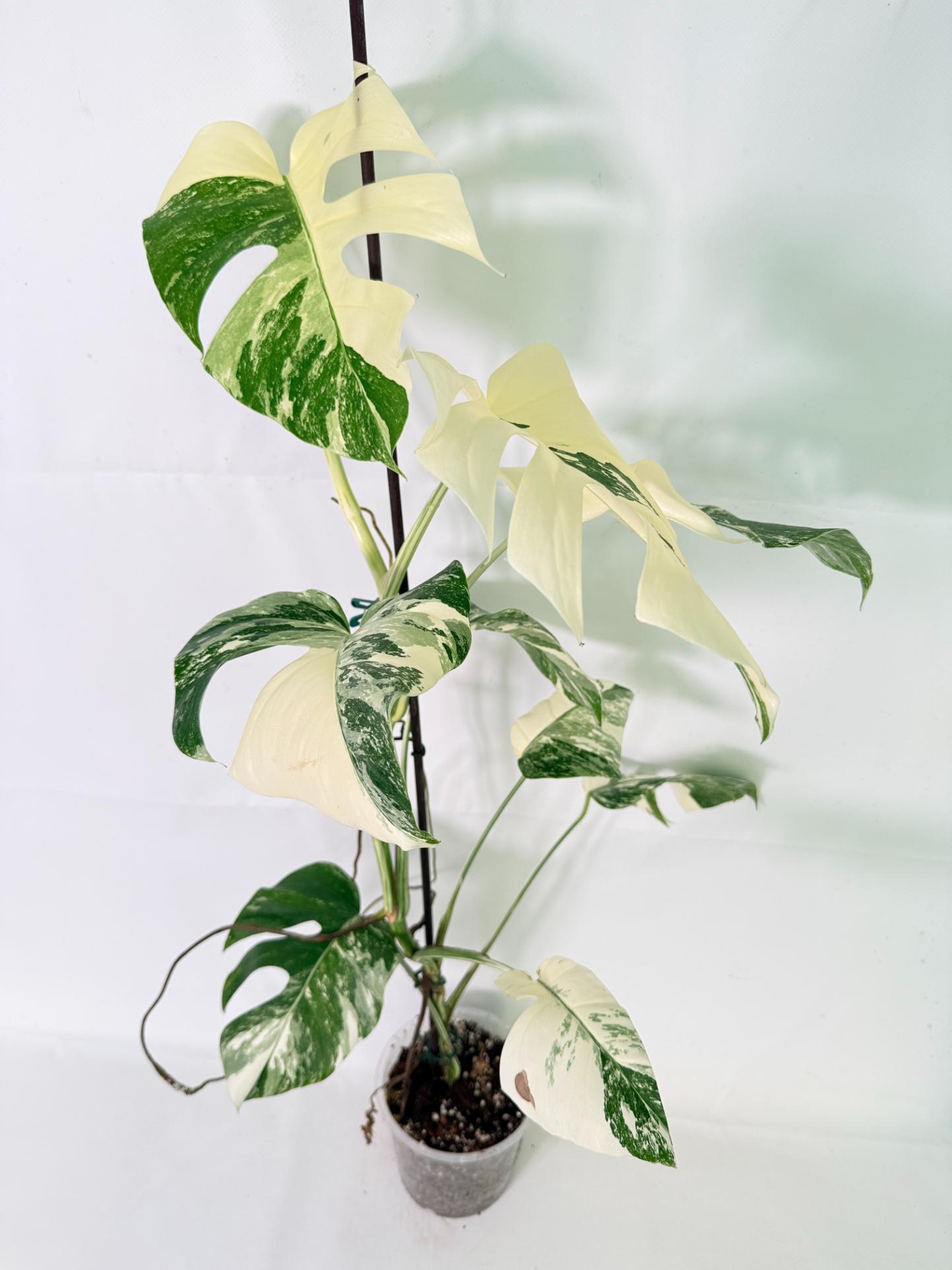Monstera Albo Variegata XL 01