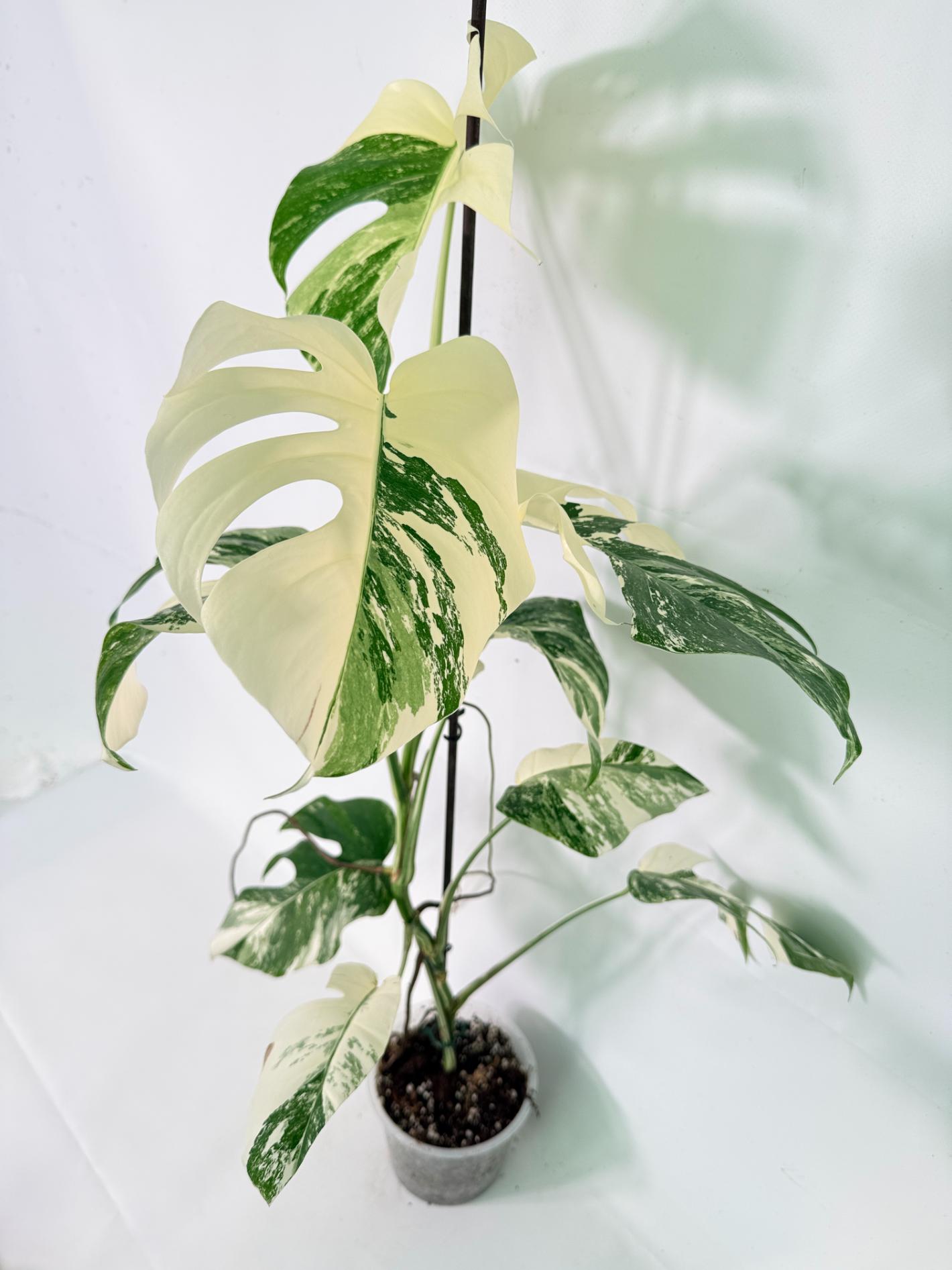 Monstera Albo Variegata XL 03