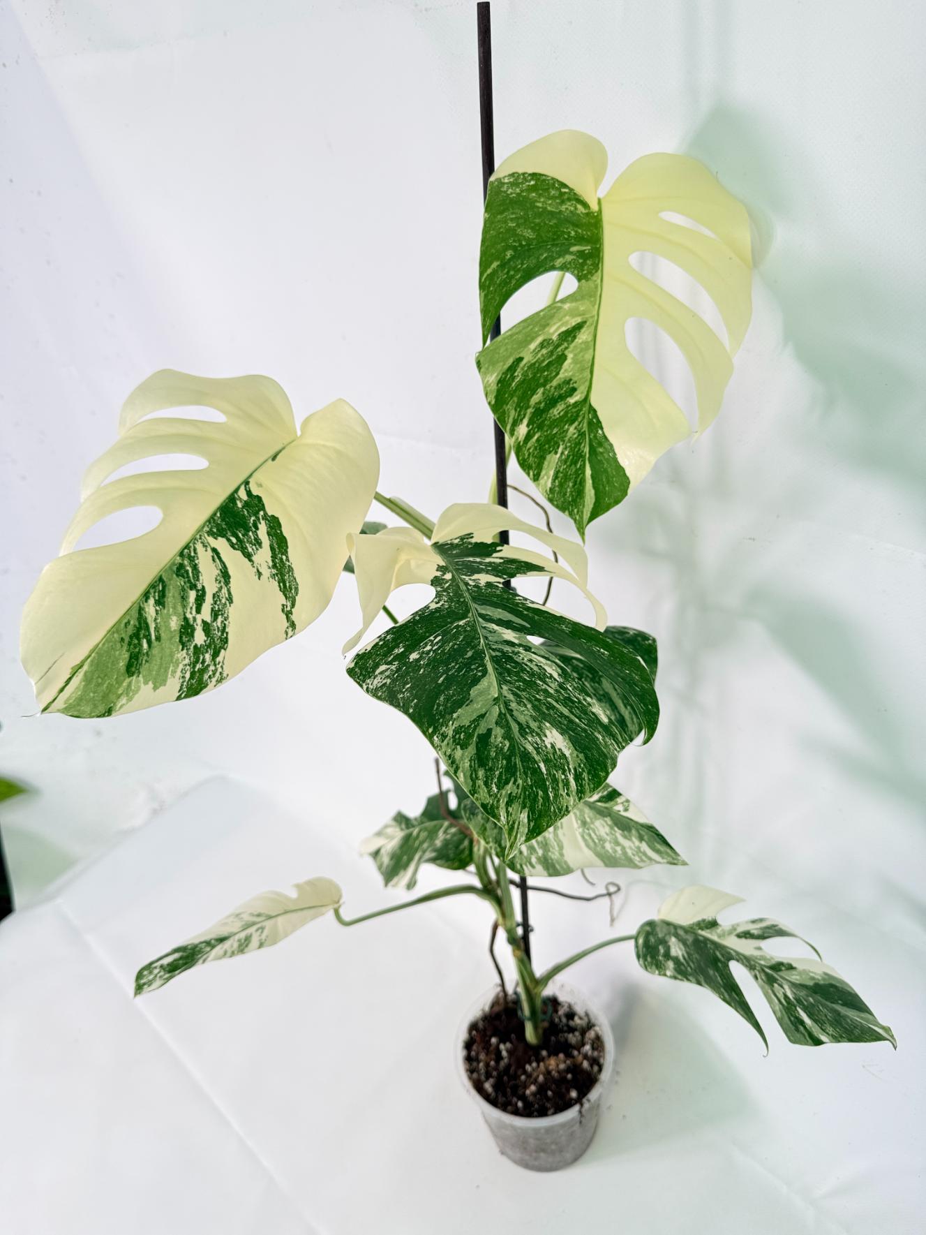 Monstera Albo Variegata XL 04