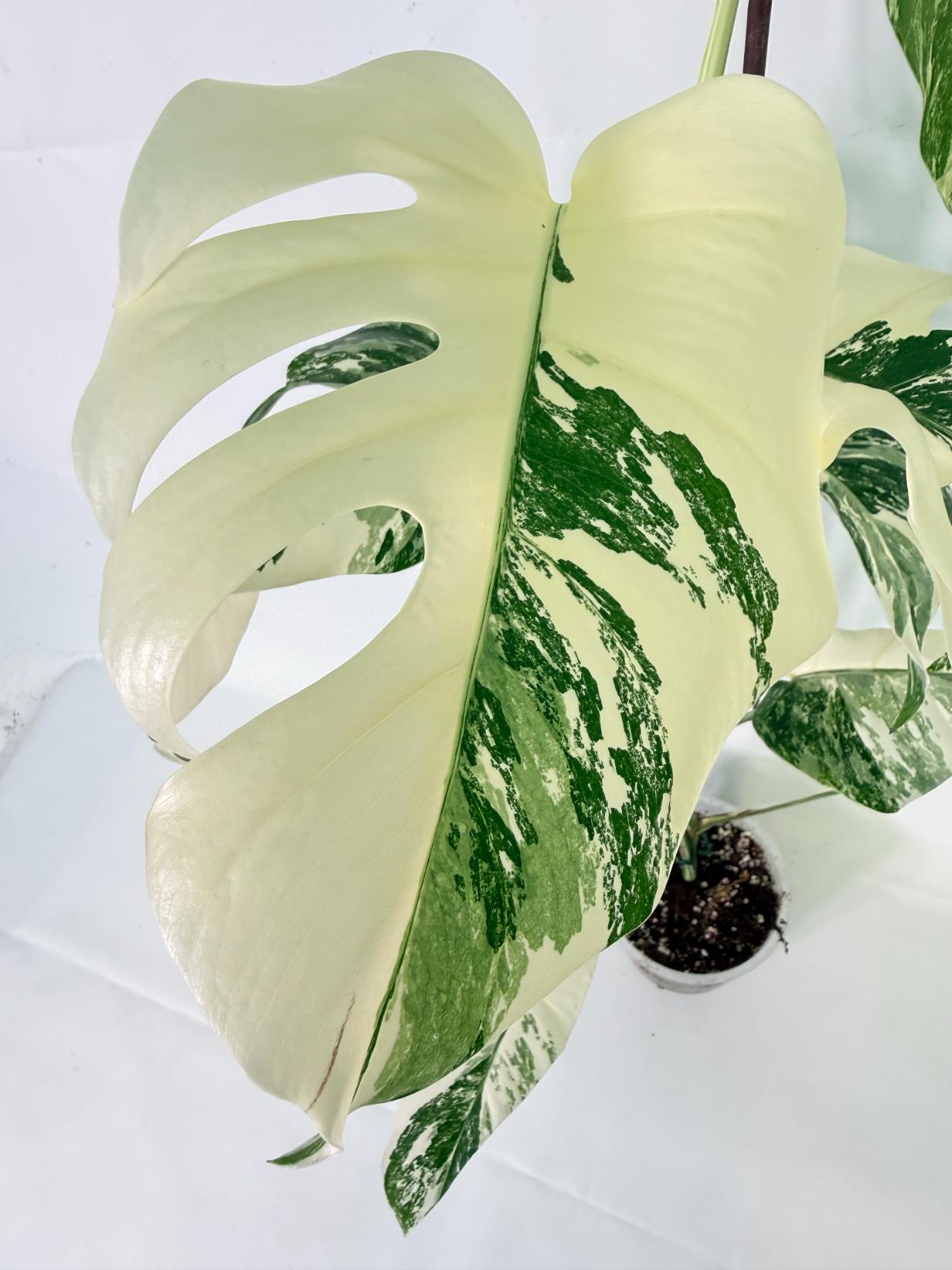 Monstera Albo Variegata XL 05