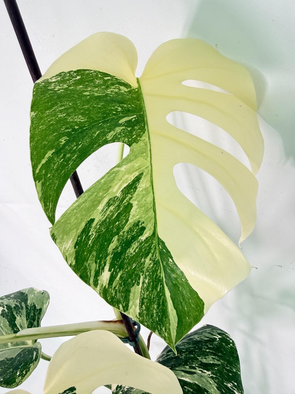 Monstera Albo Variegata XL 06