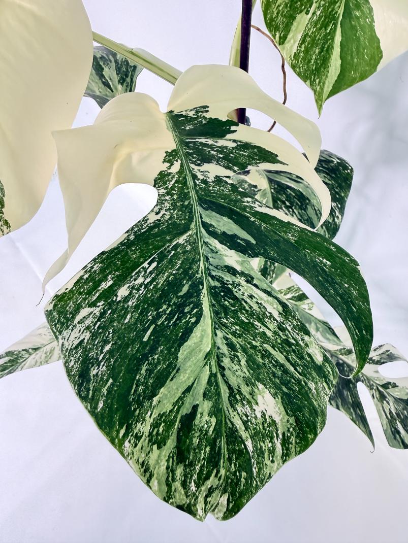 Monstera Albo Variegata XL 07