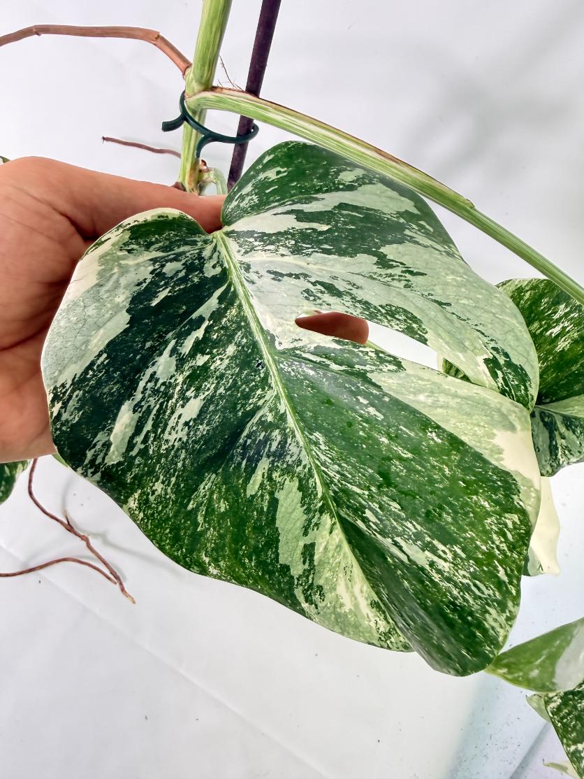 Monstera Albo Variegata XL 09
