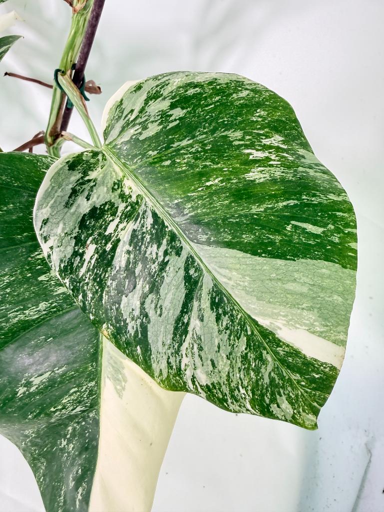 Monstera Albo Variegata XL 10
