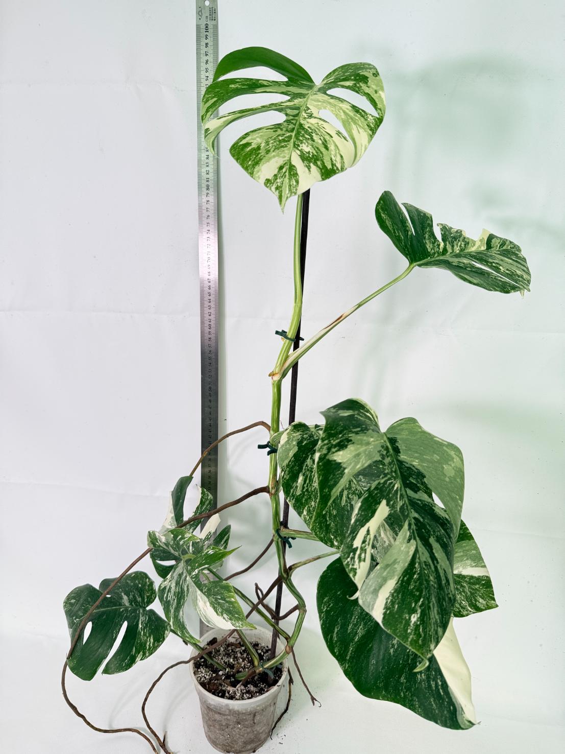 Monstera Albo Variegata XL 02