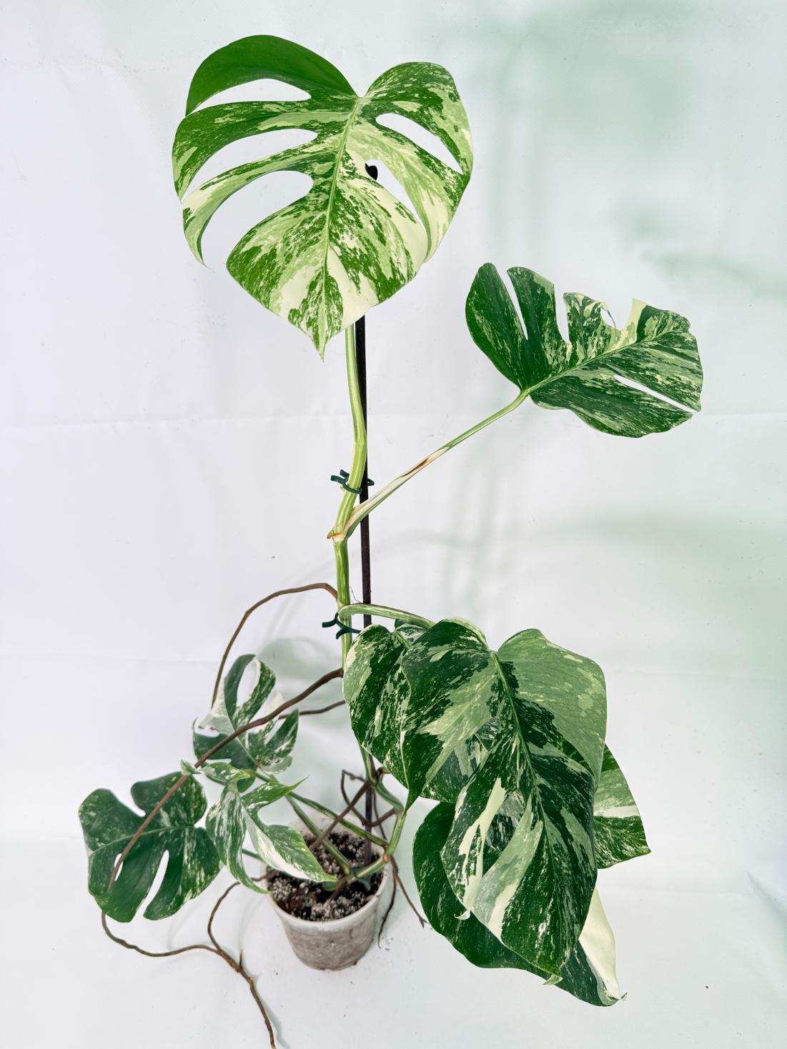 Monstera Albo Variegata XL 01