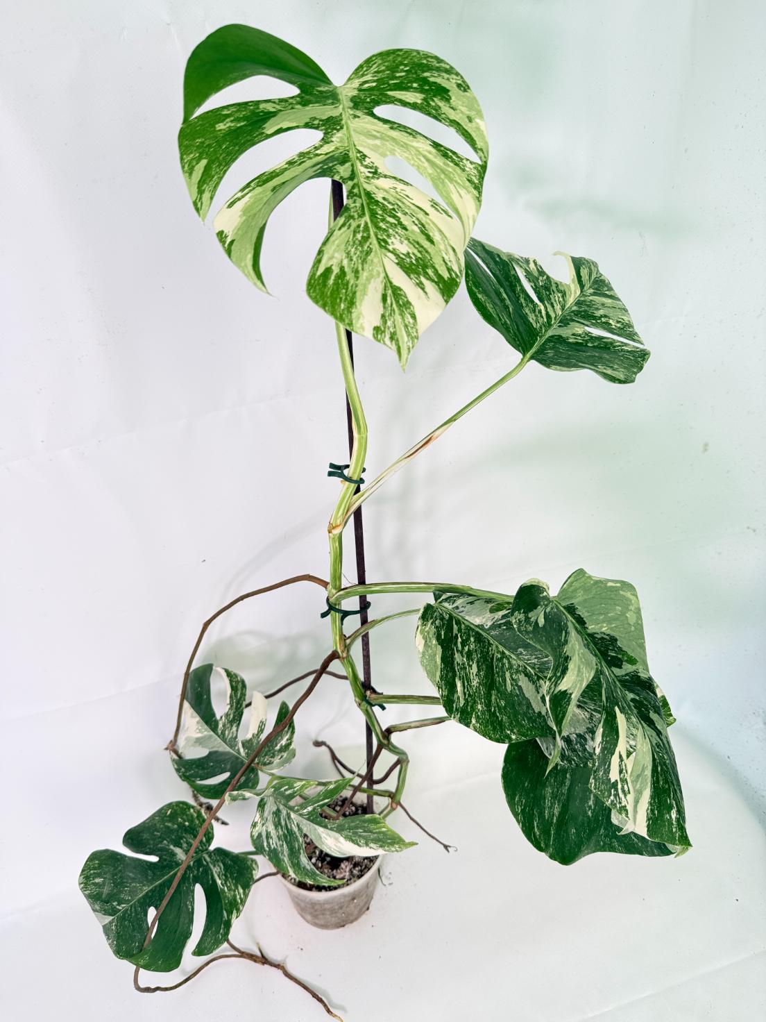 Monstera Albo Variegata XL 03