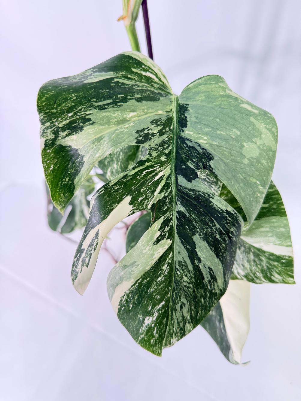 Monstera Albo Variegata XL 04