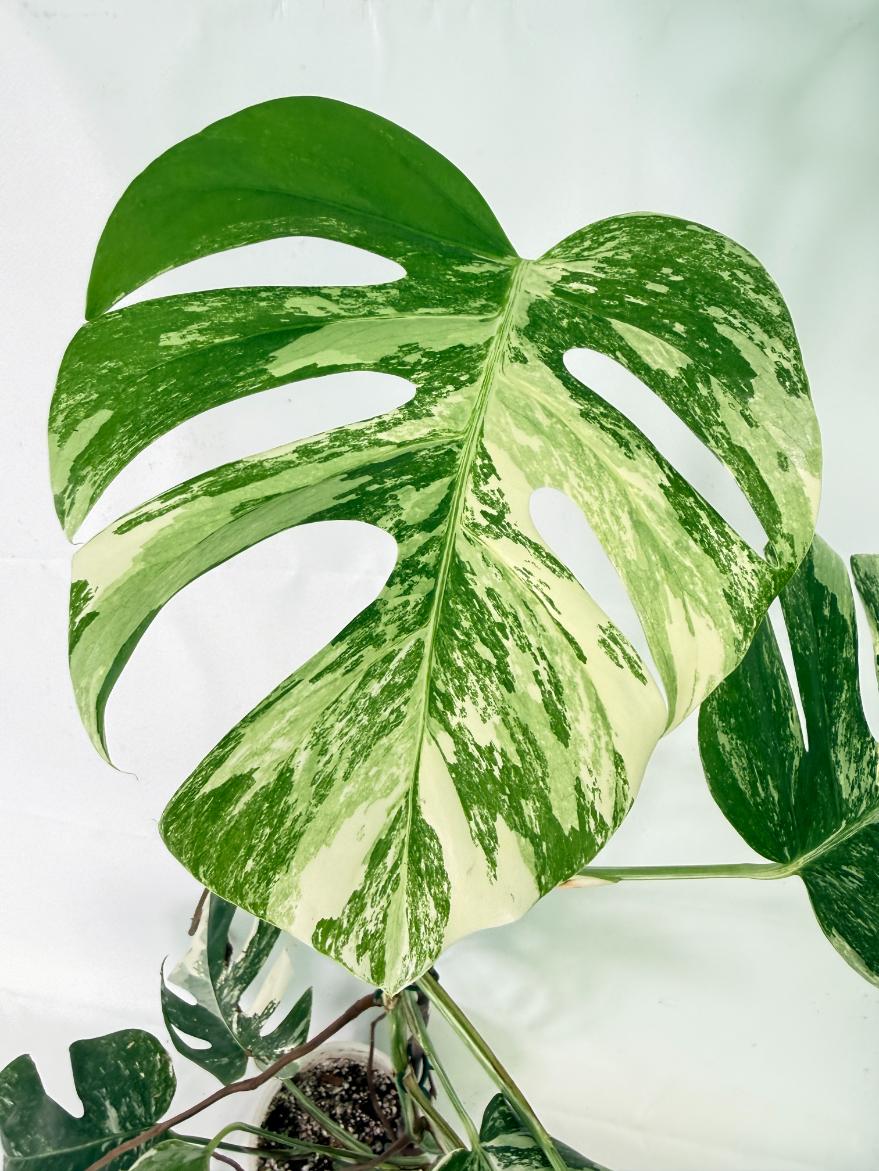 Monstera Albo Variegata XL 05