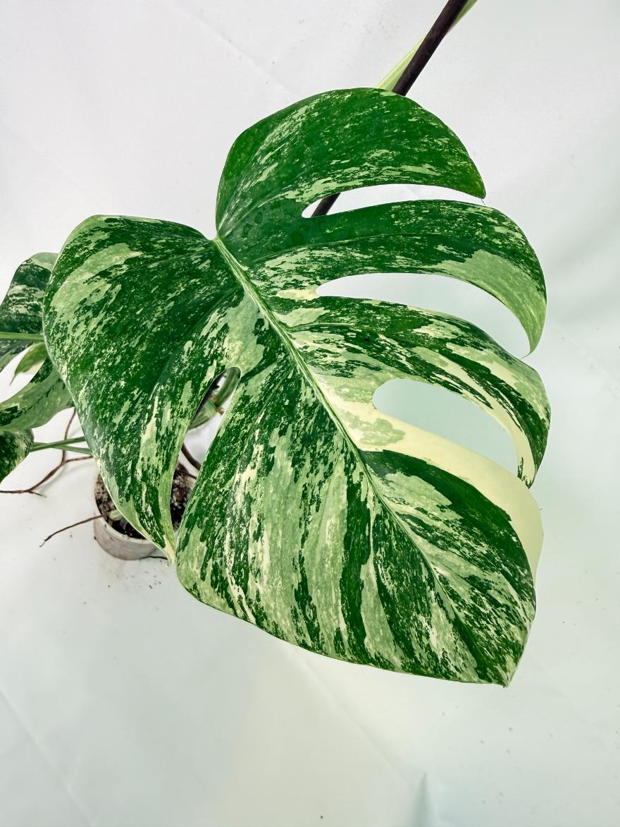 Monstera Albo Variegata XL 06