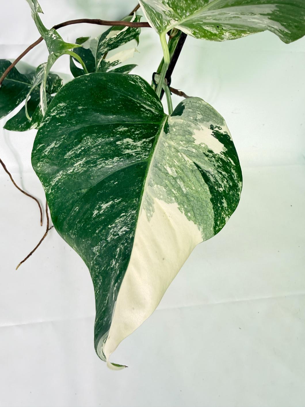 Monstera Albo Variegata XL 07