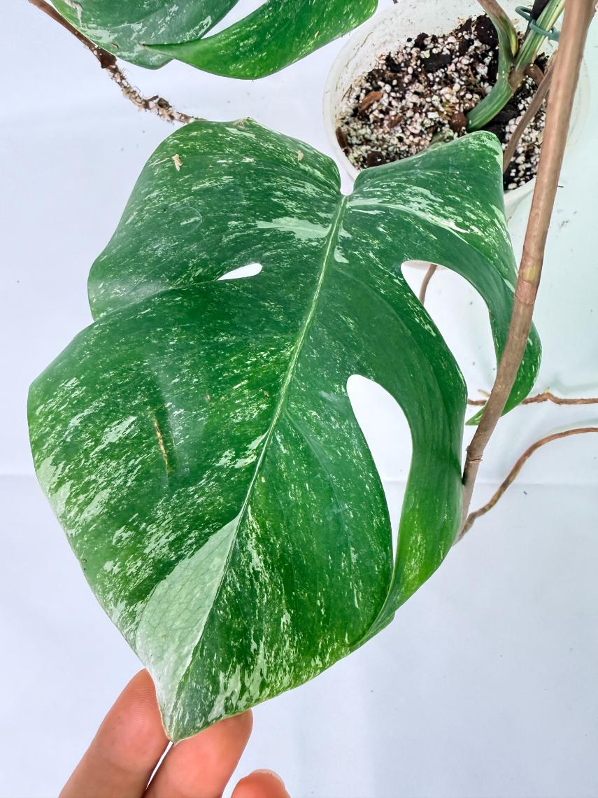 Monstera Albo Variegata XL 08