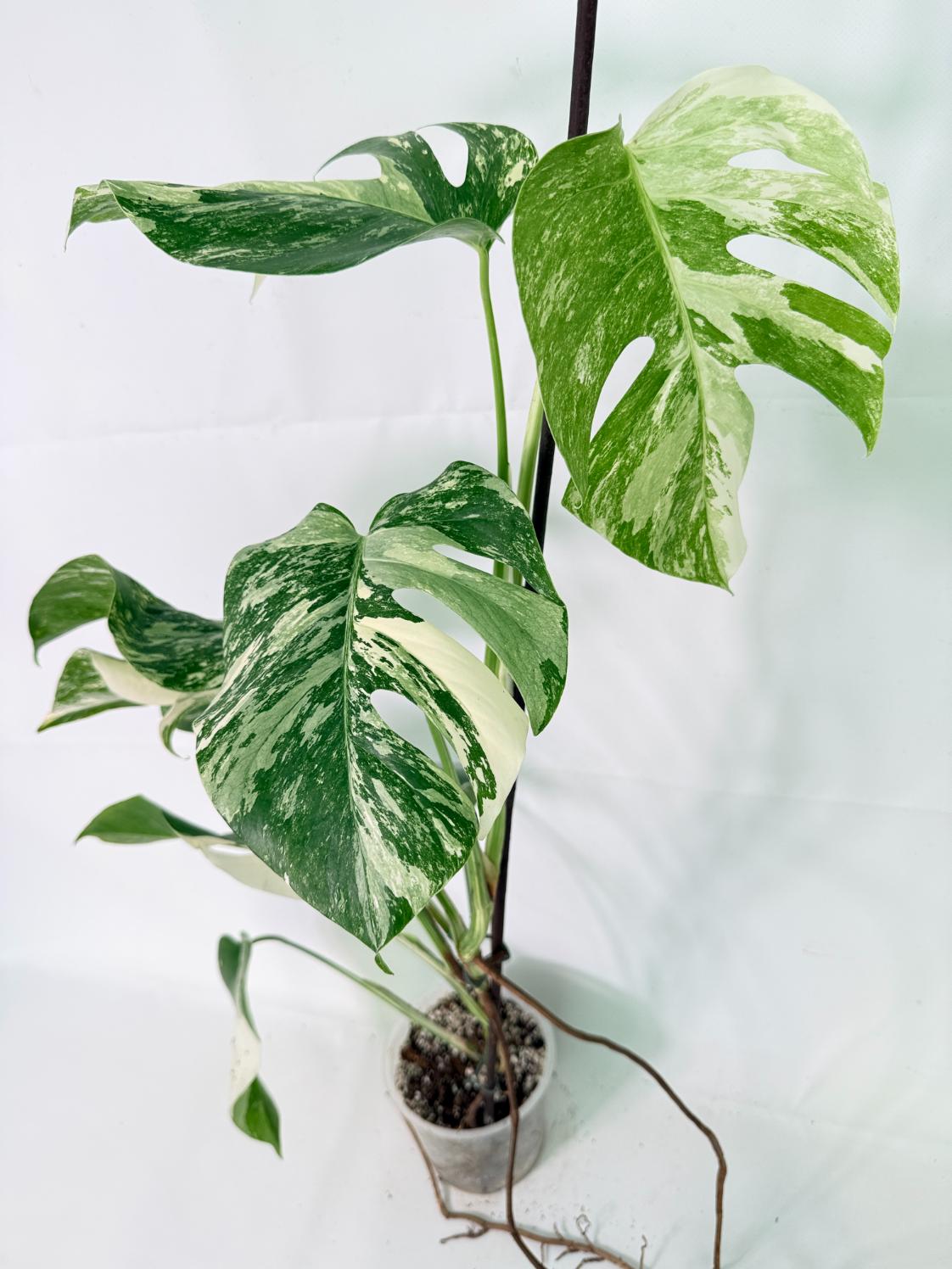 Monstera Albo Variegata XL 09