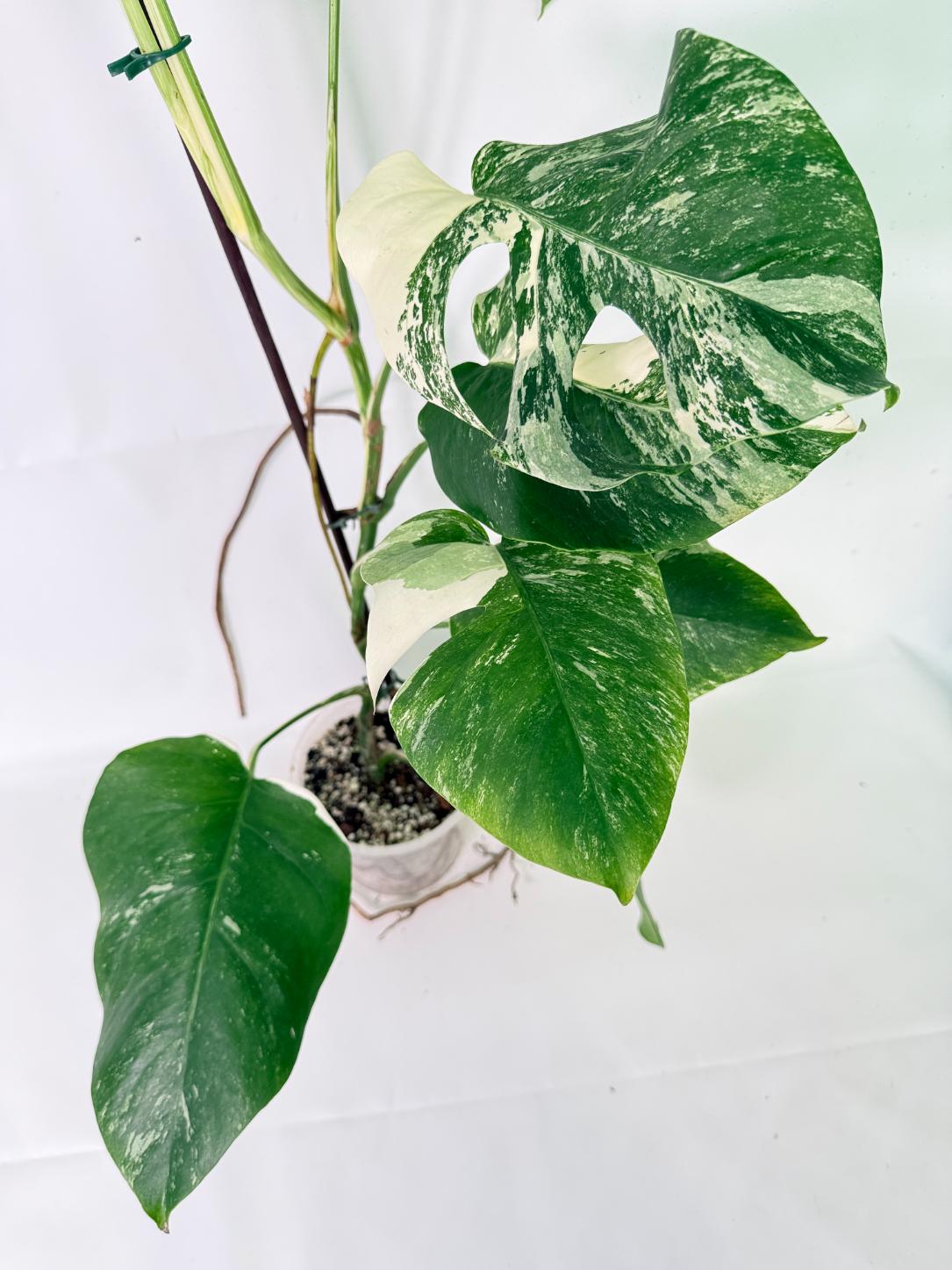 Monstera Albo Variegata XL 10