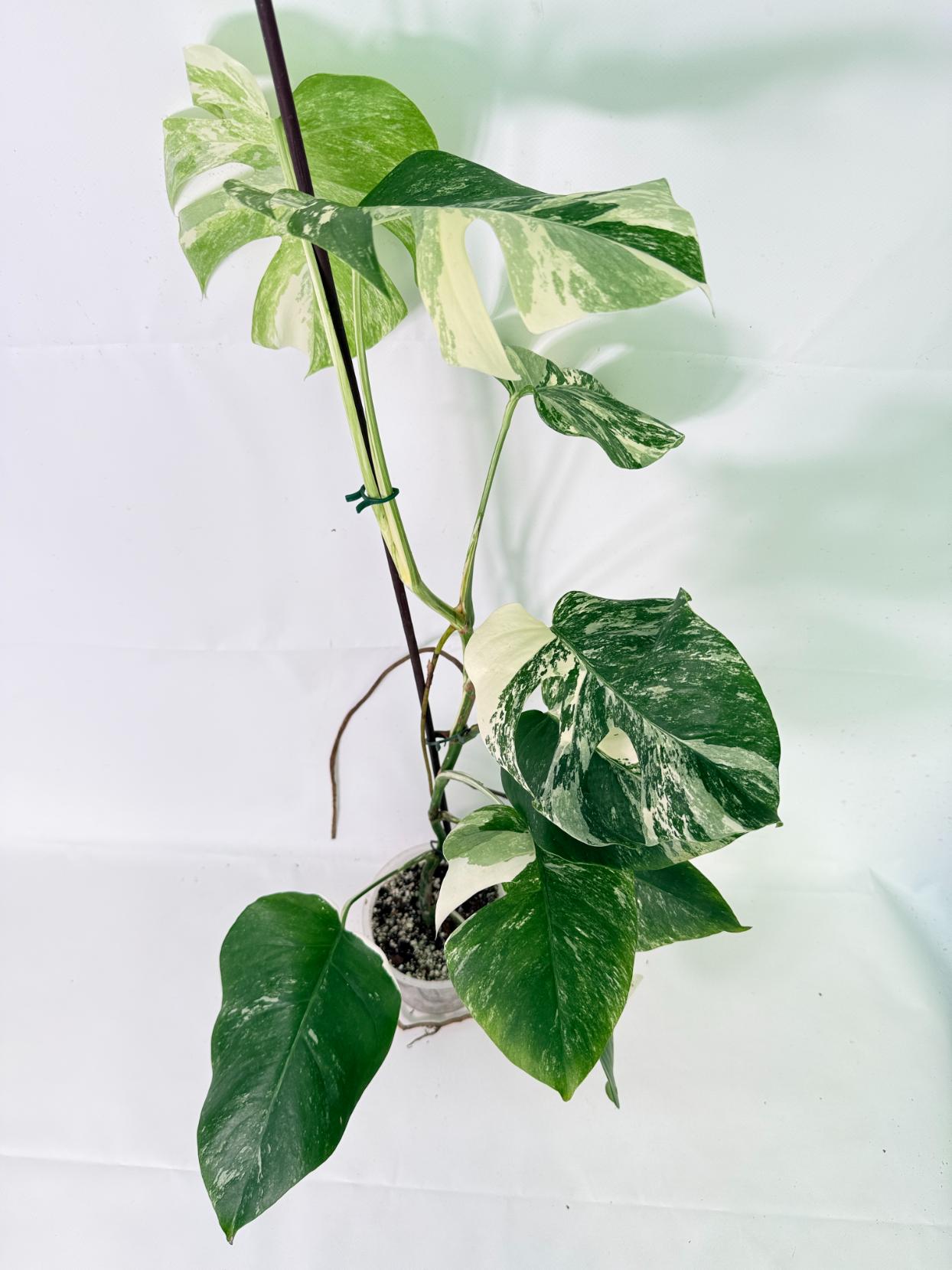 Monstera Albo Variegata XL 11