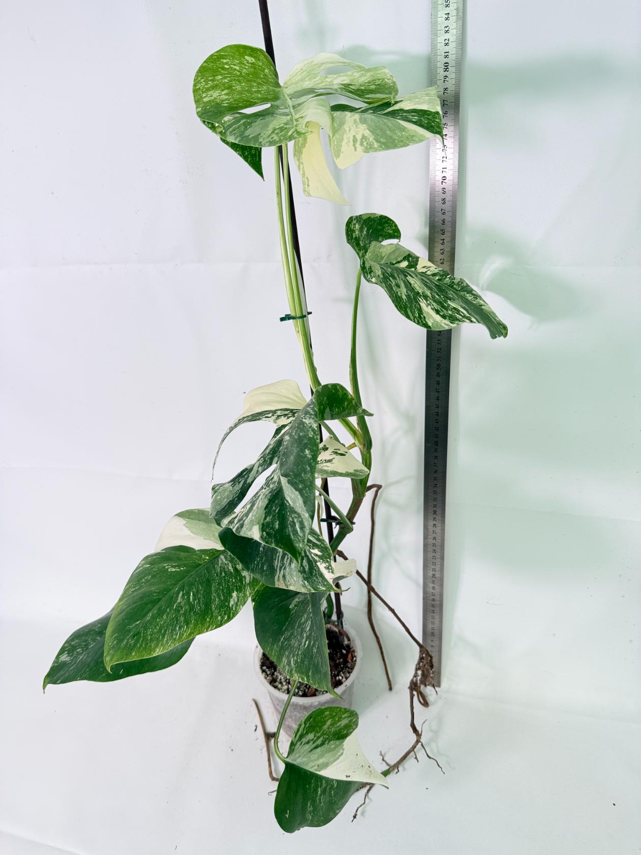 Monstera Albo Variegata XL 01
