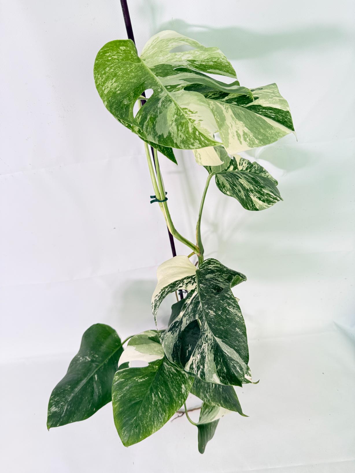 Monstera Albo Variegata XL 02
