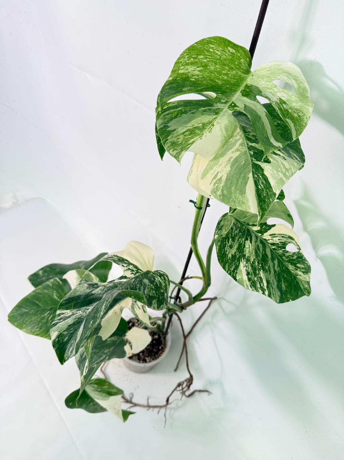 Monstera Albo Variegata XL 03