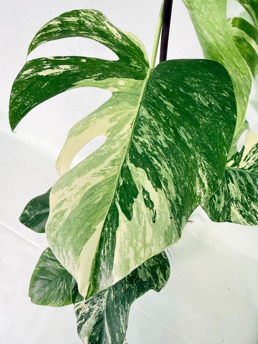 Monstera Albo Variegata XL 04