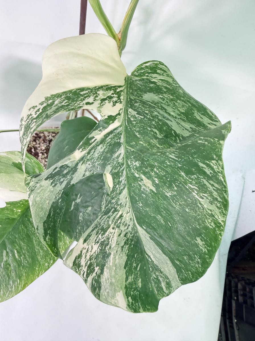 Monstera Albo Variegata XL 05