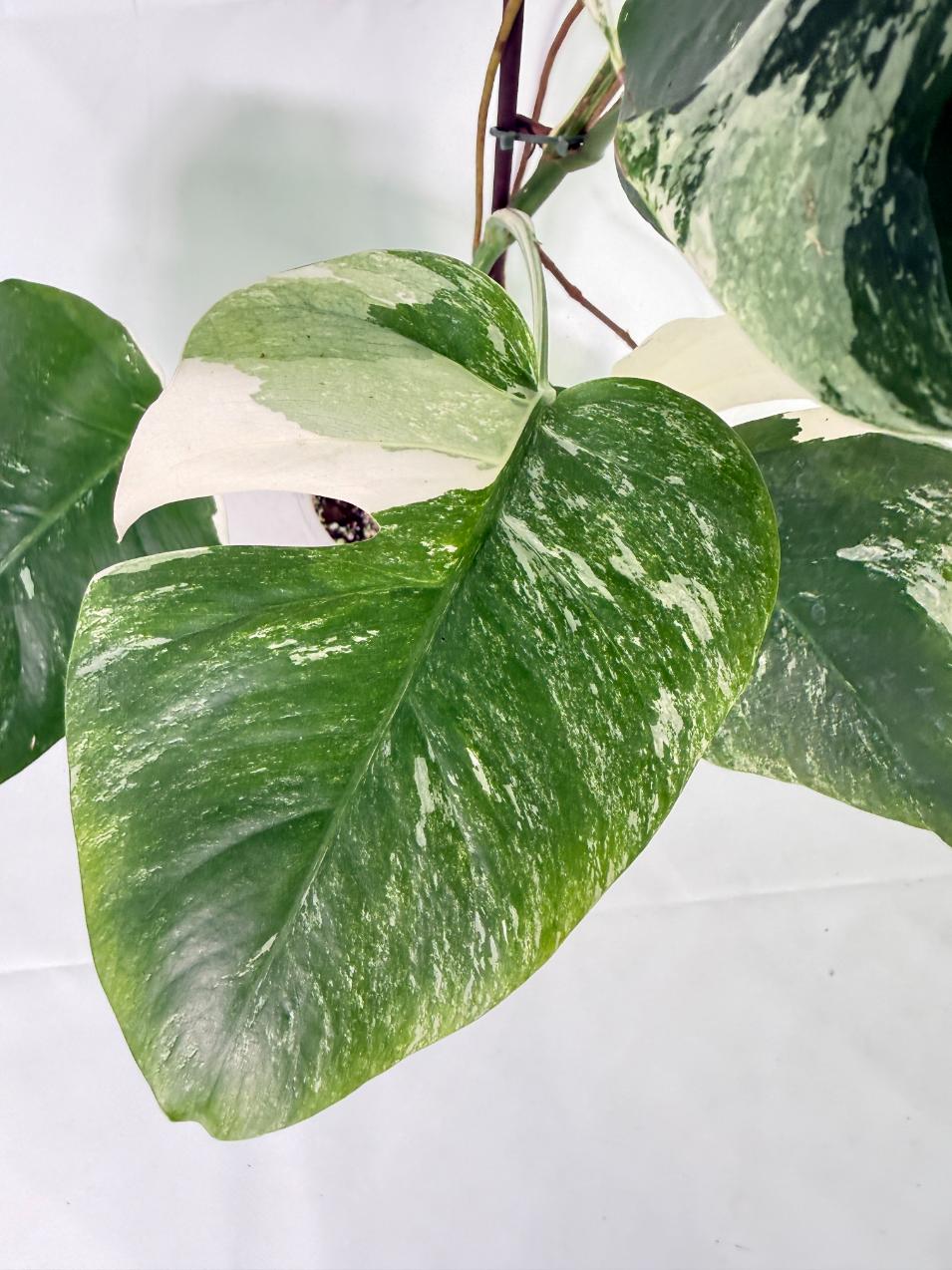 Monstera Albo Variegata XL 06