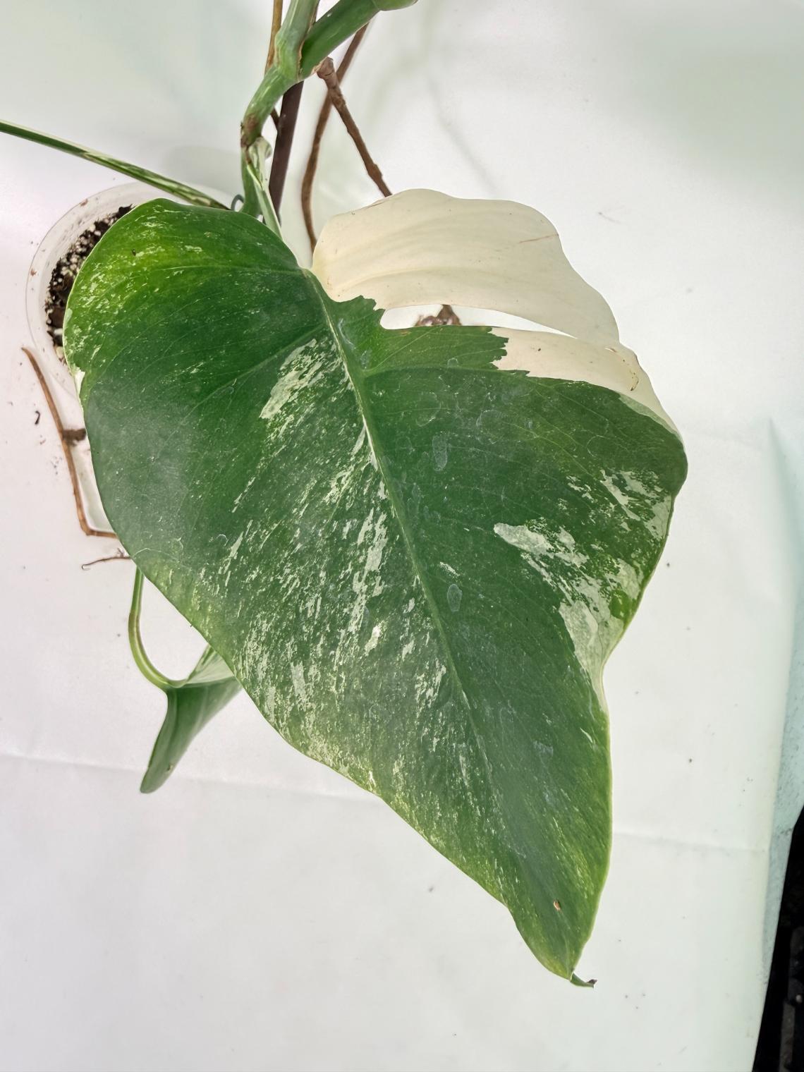 Monstera Albo Variegata XL 07