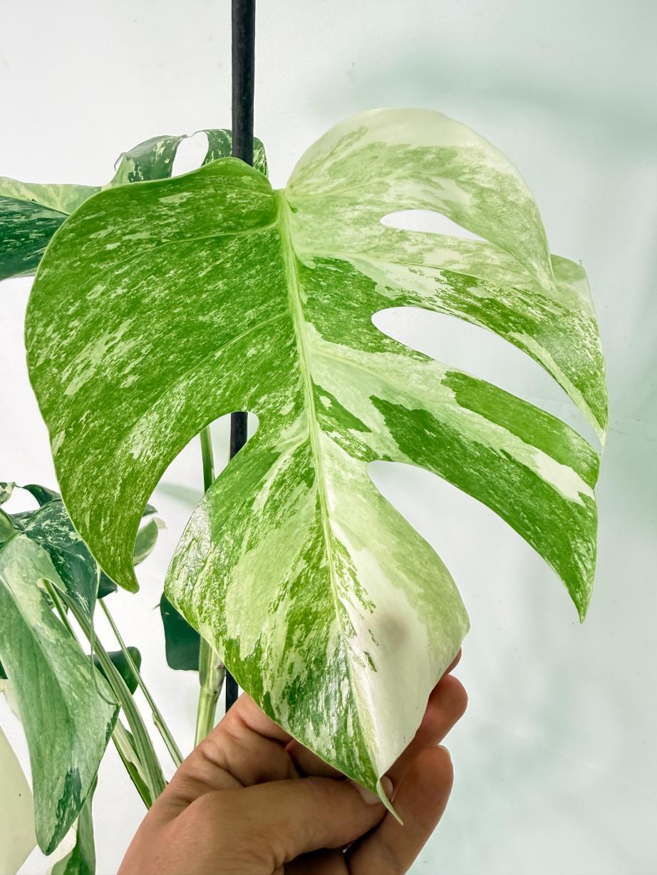 Monstera Albo Variegata XL 08