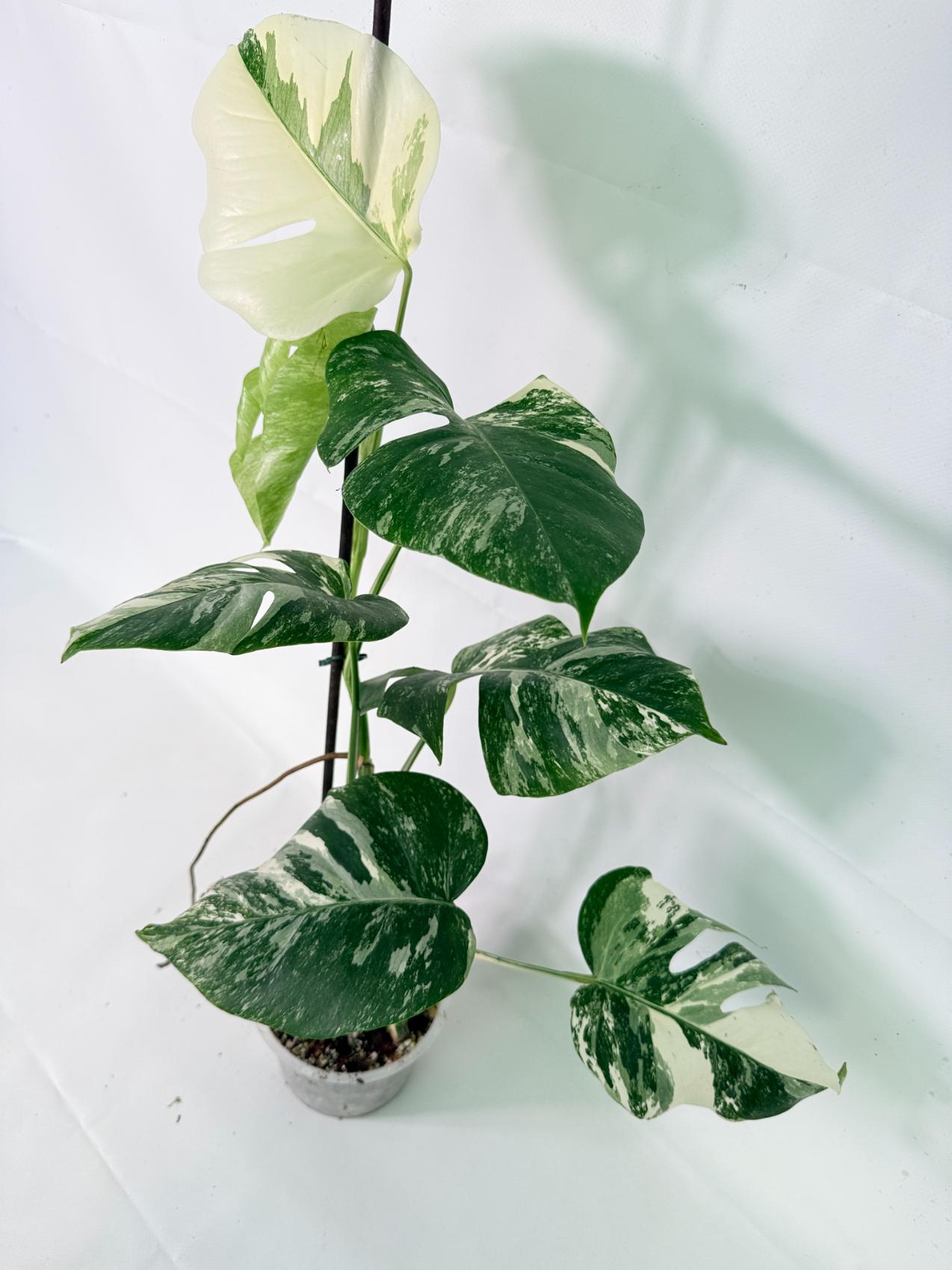 Monstera Albo Variegata XL 10