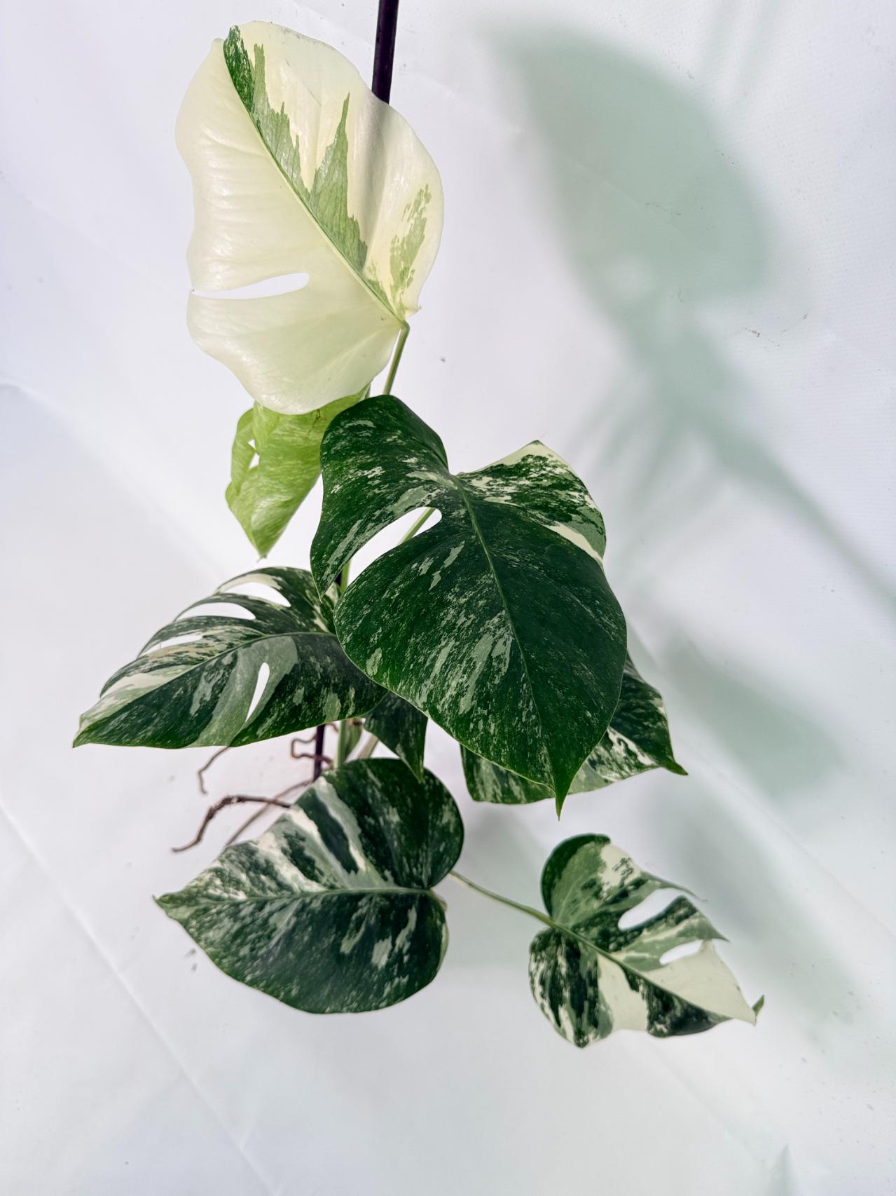 Monstera Albo Variegata XL 06