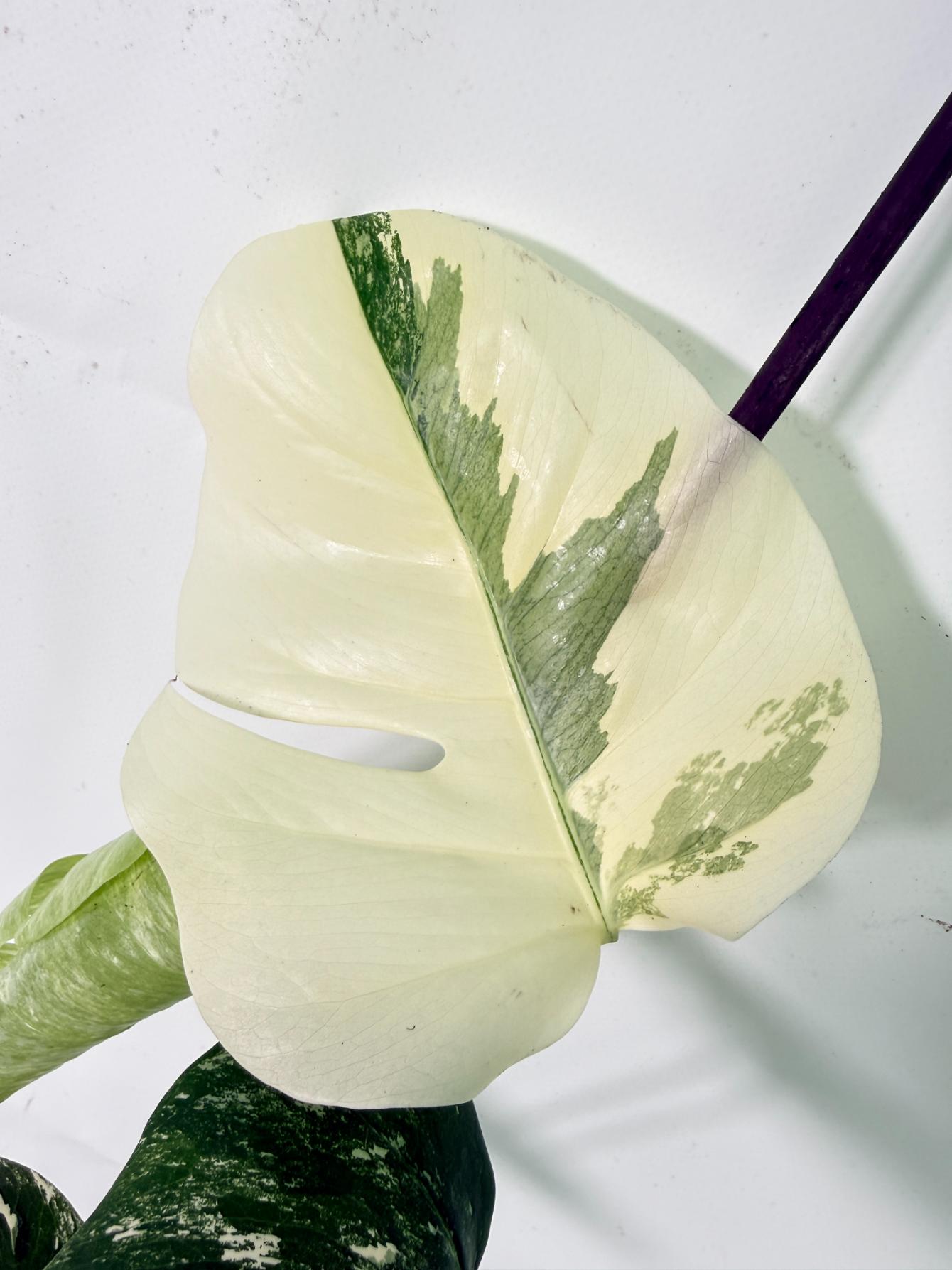 Monstera Albo Variegata XL 03