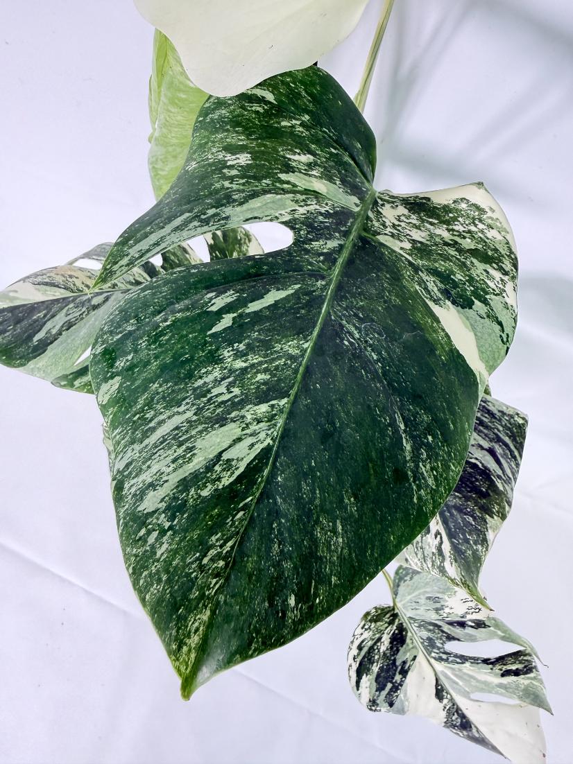 Monstera Albo Variegata XL 04