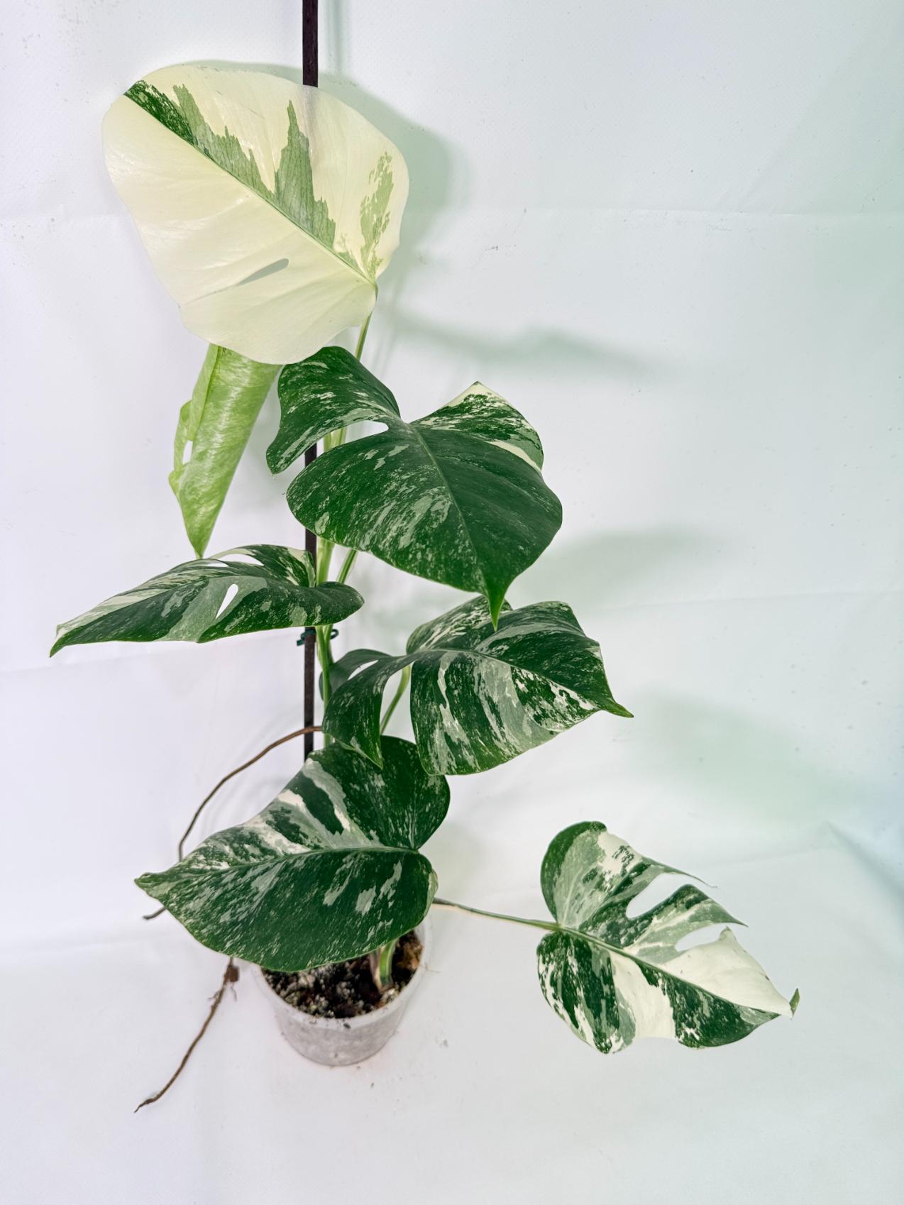 Monstera Albo Variegata XL 01
