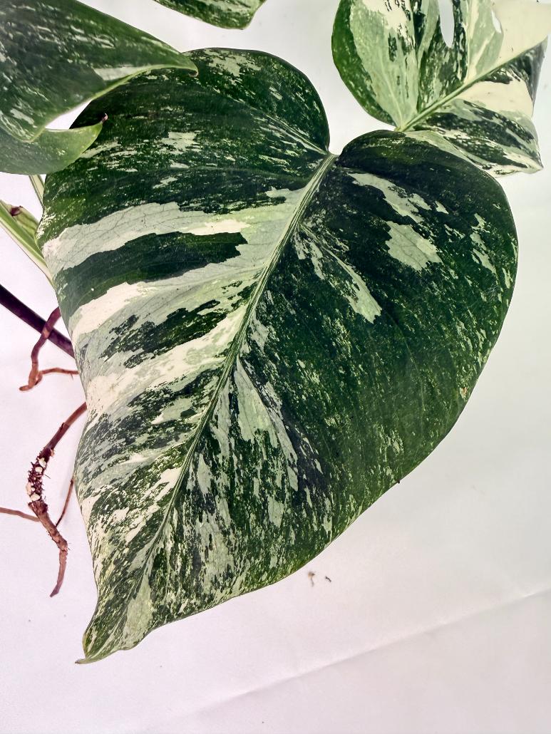 Monstera Albo Variegata XL 05