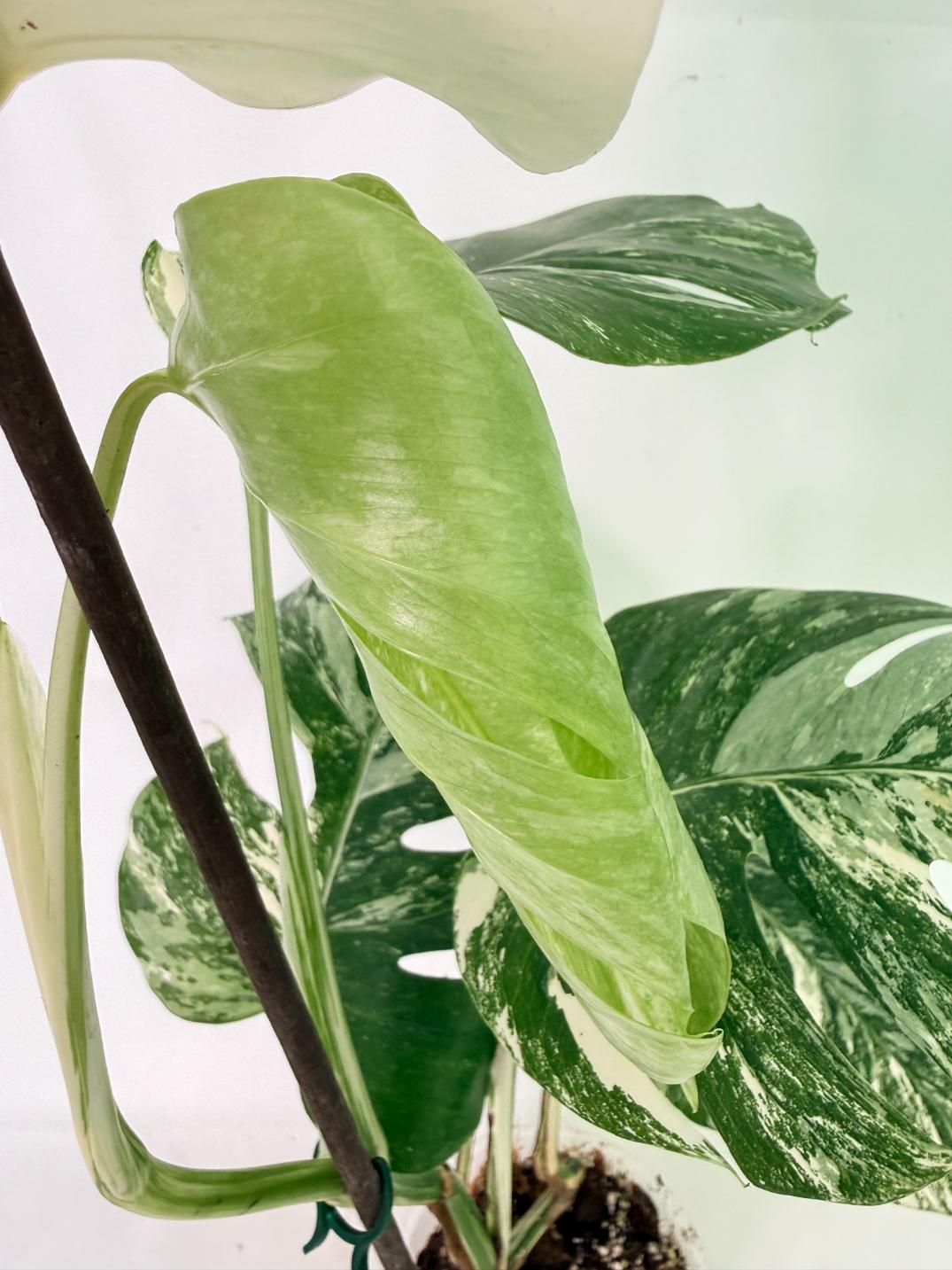 Monstera Albo Variegata XL 07