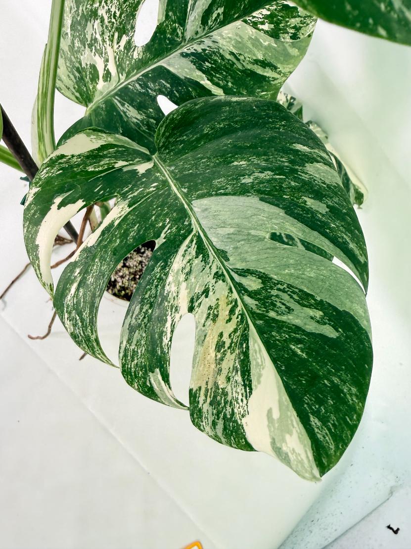 Monstera Albo Variegata XL 08