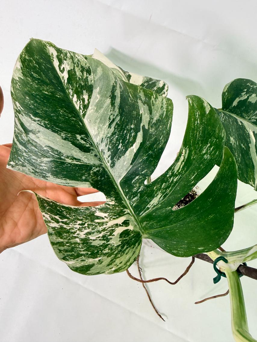 Monstera Albo Variegata XL 09