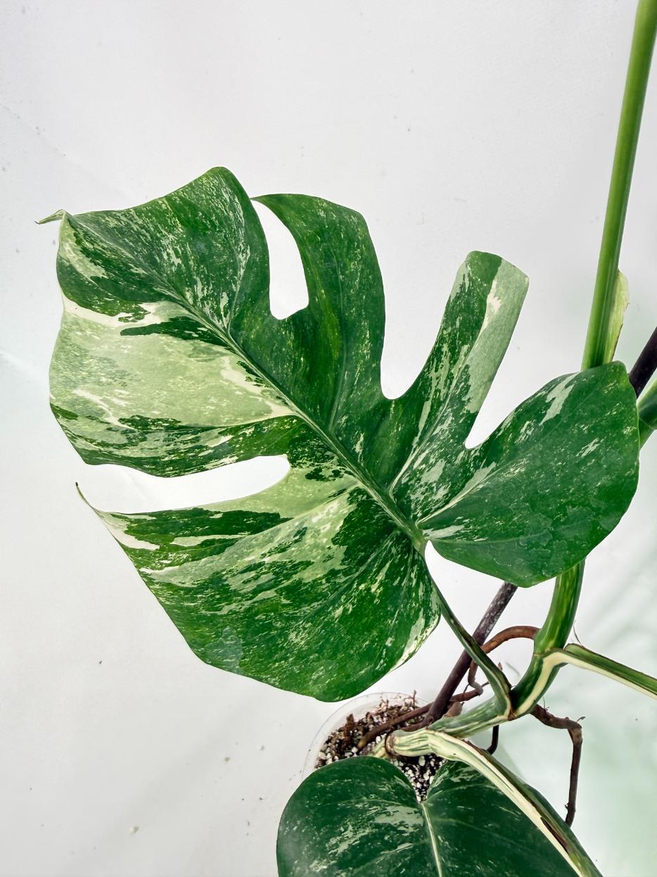 Monstera Albo Variegata XL 08