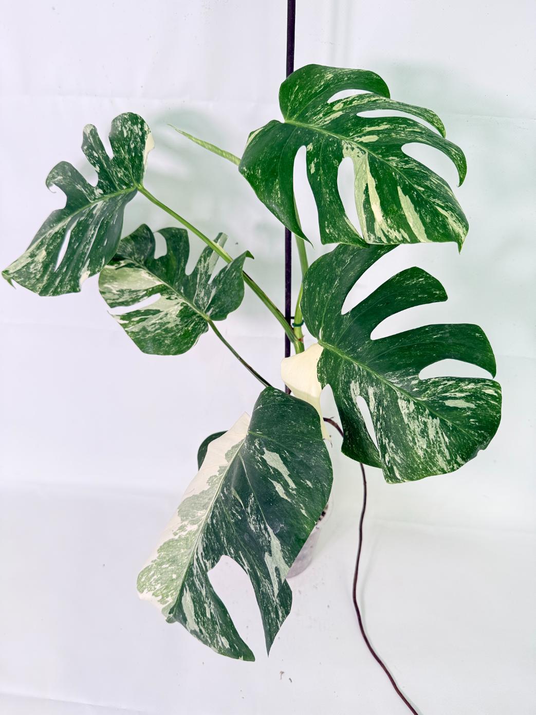 Monstera Albo Variegata XL 09