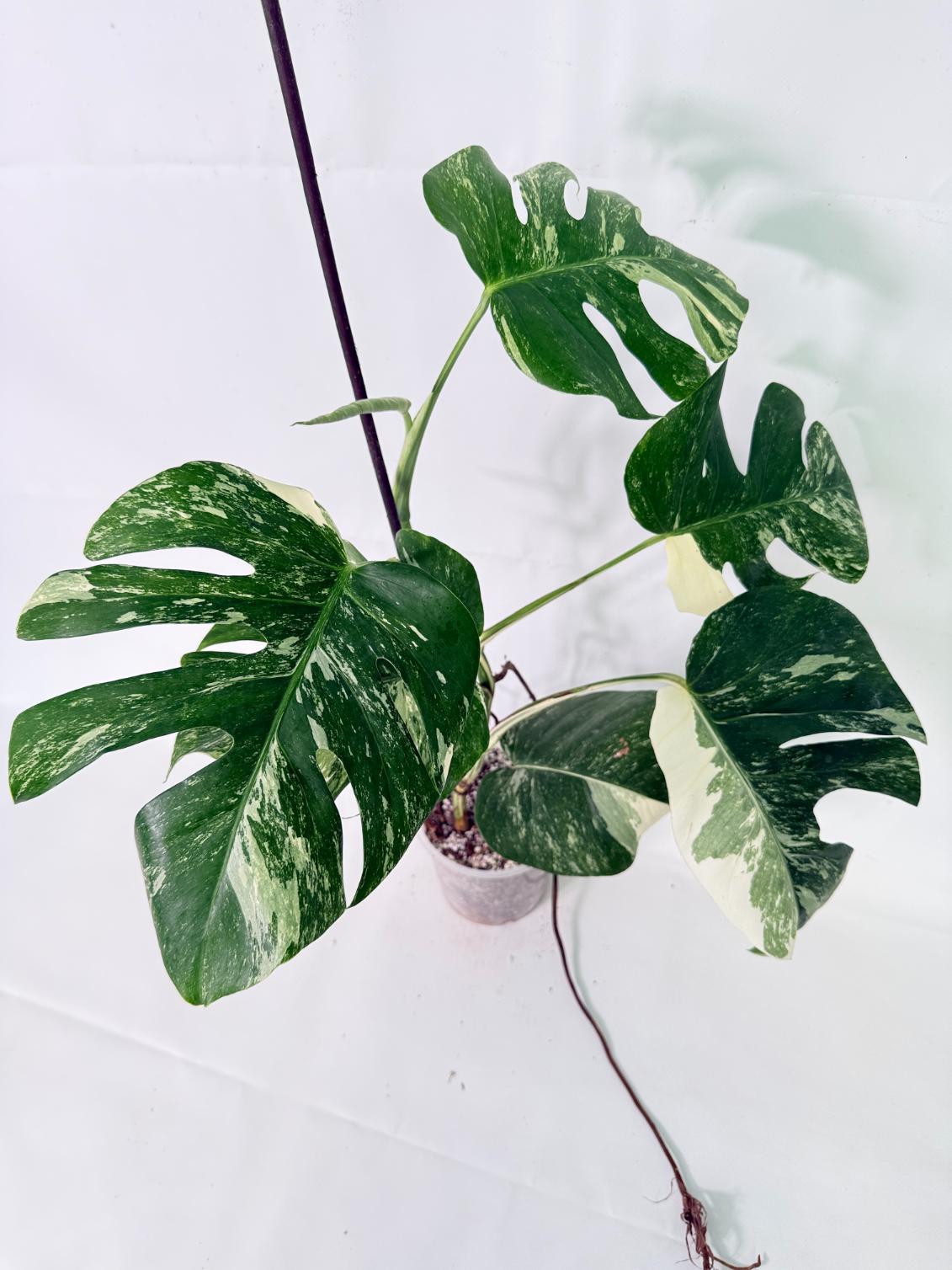 Monstera Albo Variegata XL 10