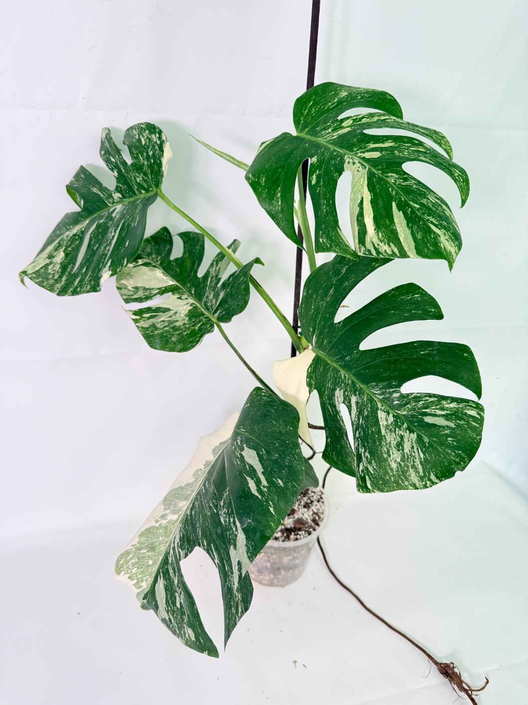 Monstera Albo Variegata XL 11