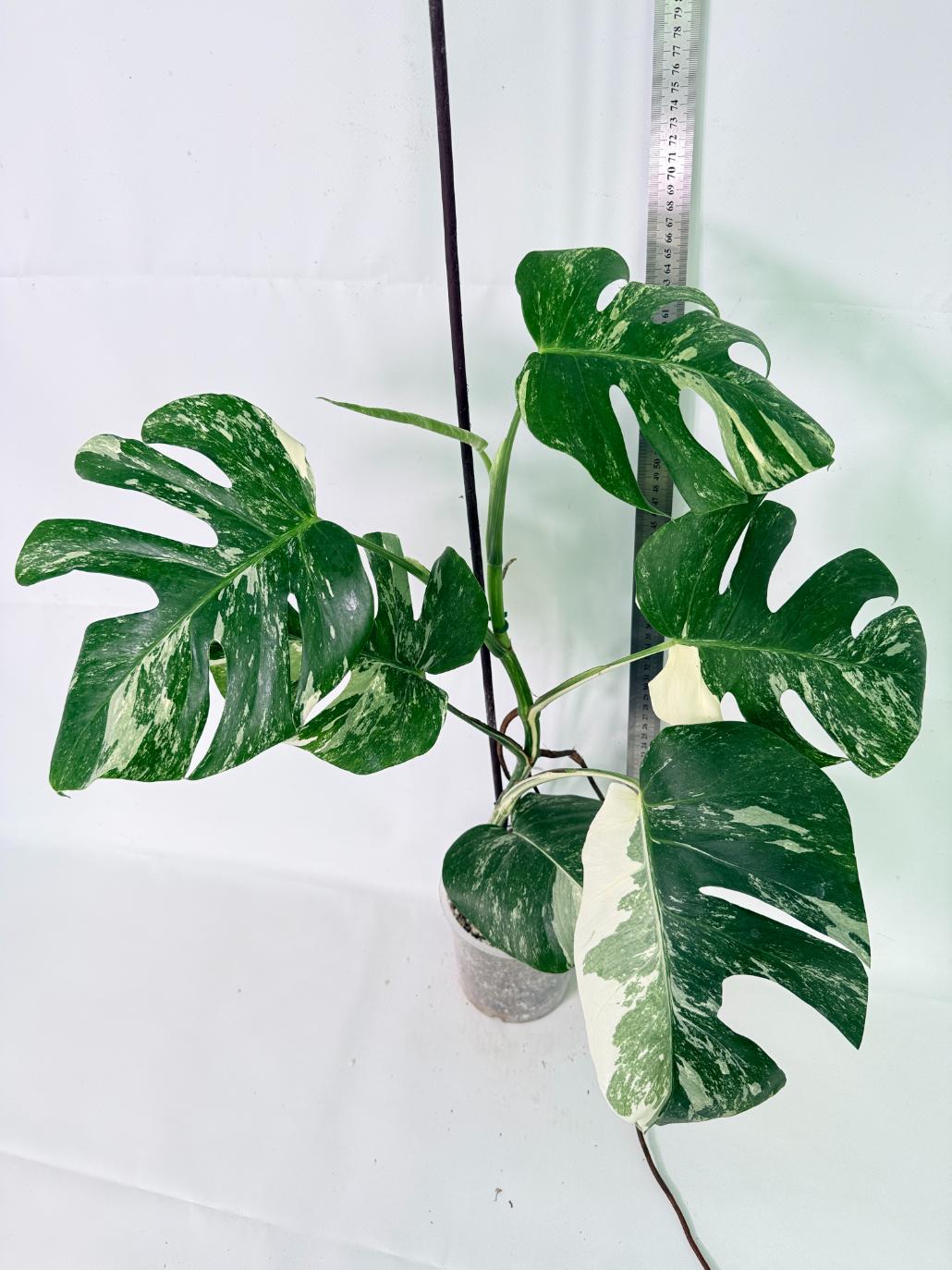 Monstera Albo Variegata XL 02