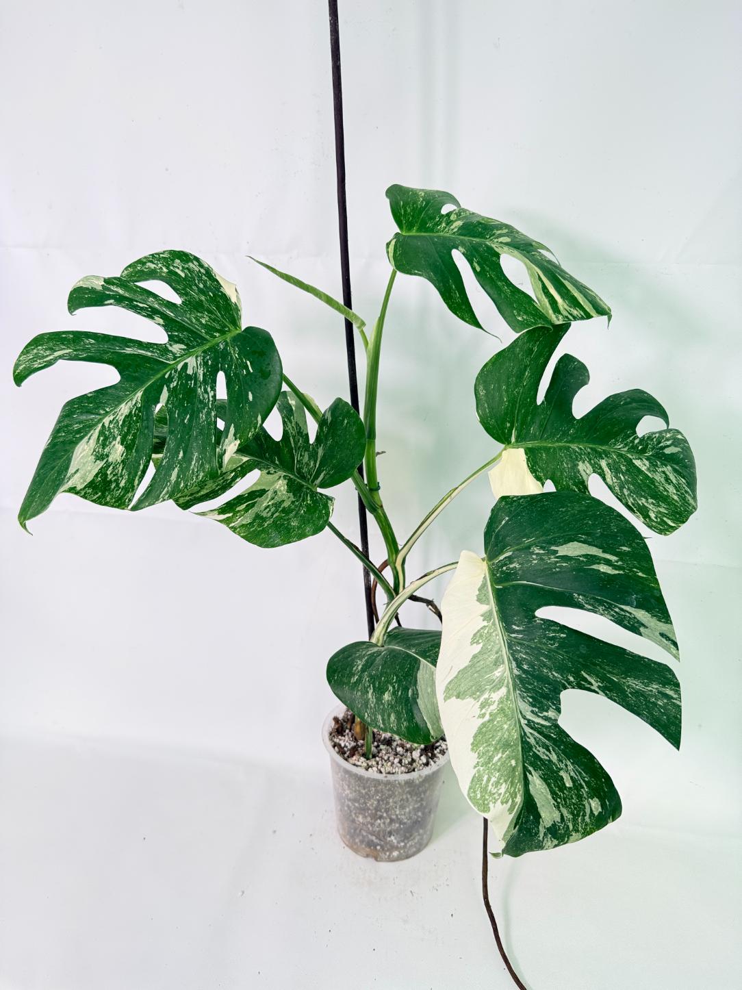 Monstera Albo Variegata XL 03